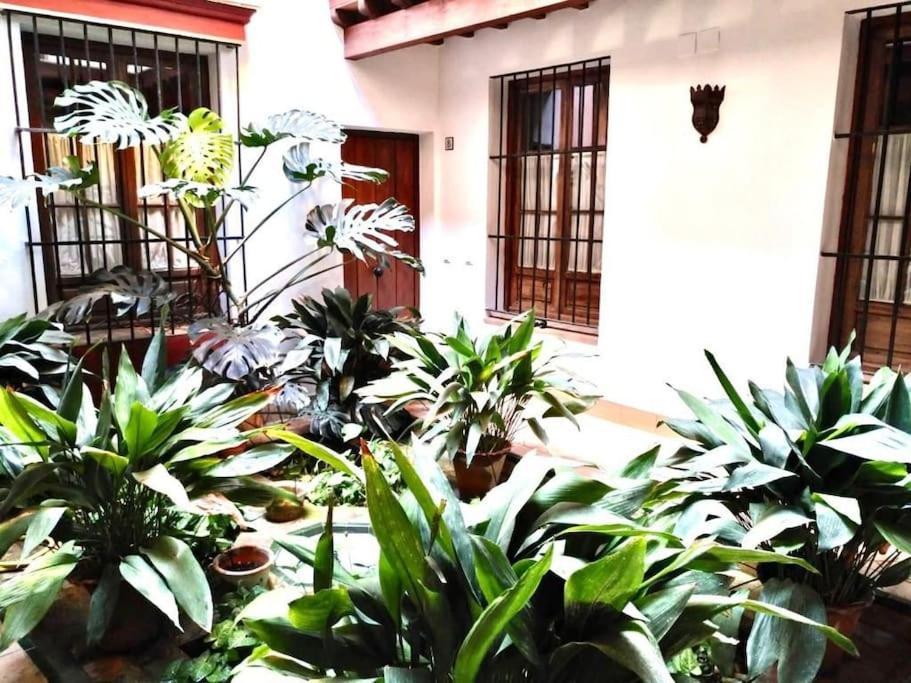 Loft & Private Rooftop With Bbq Sevilha Exterior foto